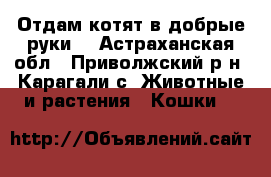 Отдам котят в добрые руки. - Астраханская обл., Приволжский р-н, Карагали с. Животные и растения » Кошки   